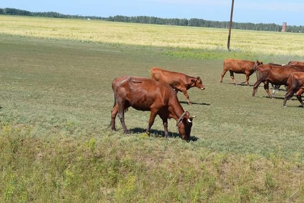 Коровы пасутся